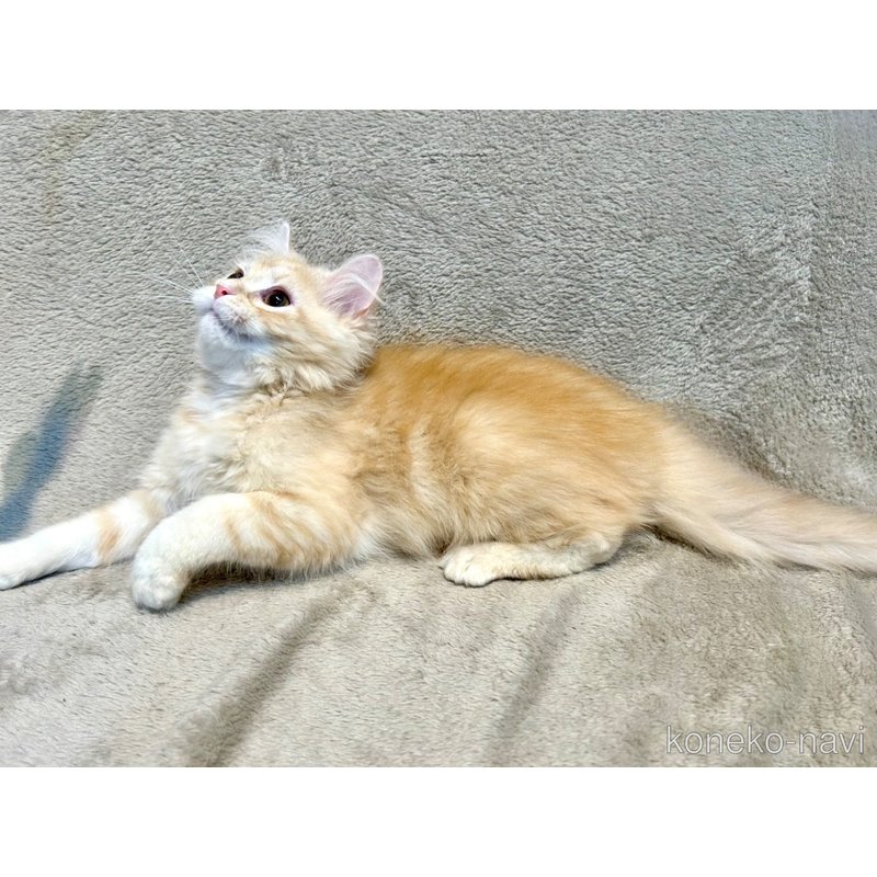 販売中の北海道のマンチカン-122902の15枚目