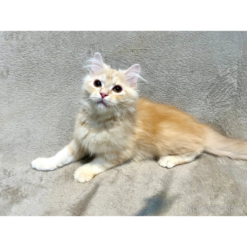 販売中の北海道のマンチカン-122902の3枚目