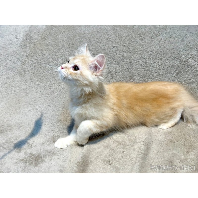 販売中の北海道のマンチカン-122902の9枚目