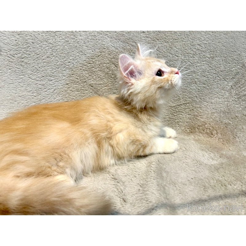 販売中の北海道のマンチカン-122902の11枚目