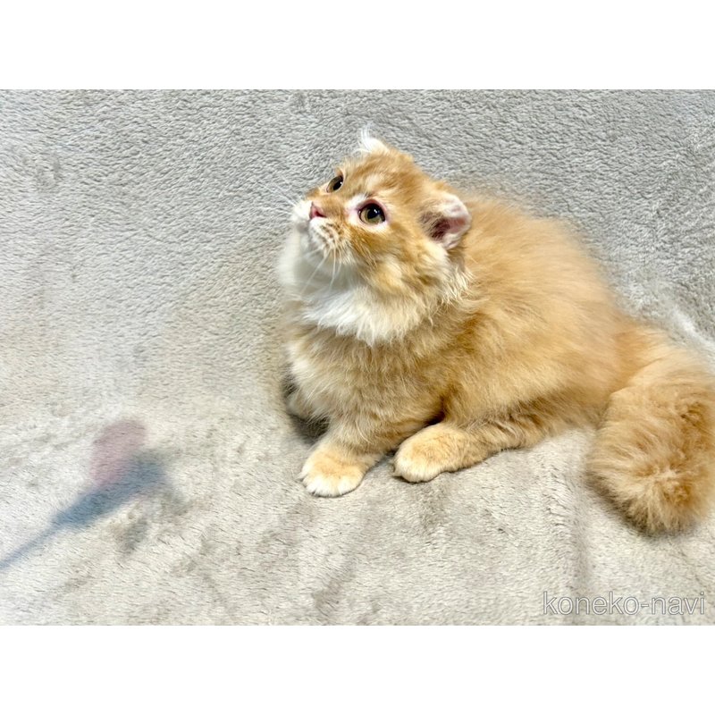 販売中の北海道のマンチカン(短足)-122904の2枚目