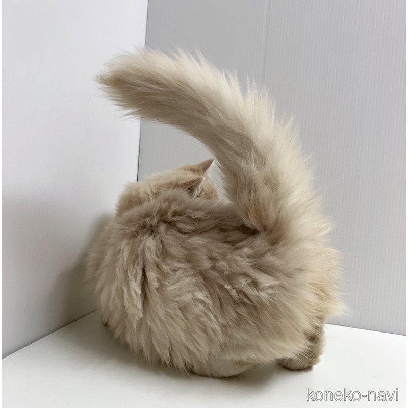 販売中の東京都のマンチカン(短足)-122915の4枚目