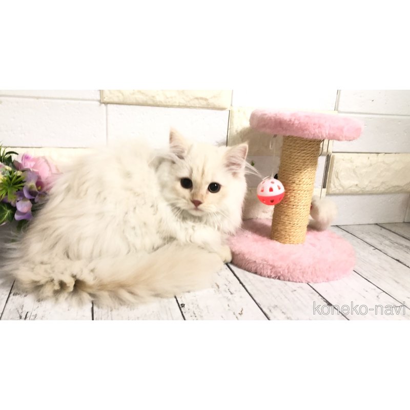 販売中の埼玉県のマンチカン-116128の3枚目