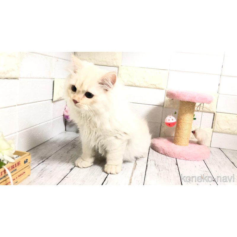 販売中の埼玉県のマンチカン-116128の10枚目