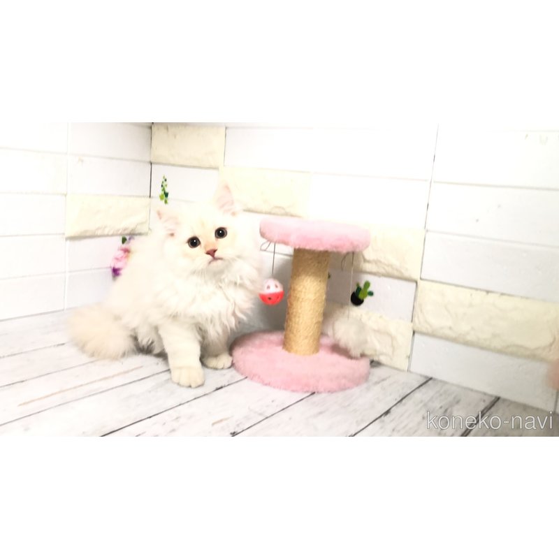 販売中の埼玉県のマンチカン-116128の5枚目