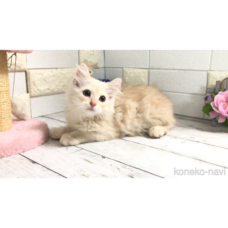 販売中の埼玉県のマンチカン-118082の2枚目