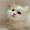 オンライン見学