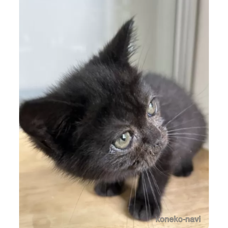 成約済の北海道のミヌエット-122916の3枚目