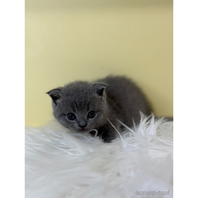 販売中の埼玉県のスコティッシュフォールド(折れ耳)-122821の3枚目