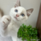 オンライン見学