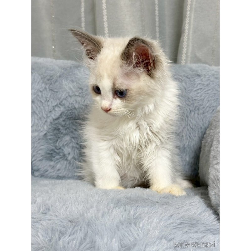 販売中の群馬県のラグドール-122934の4枚目