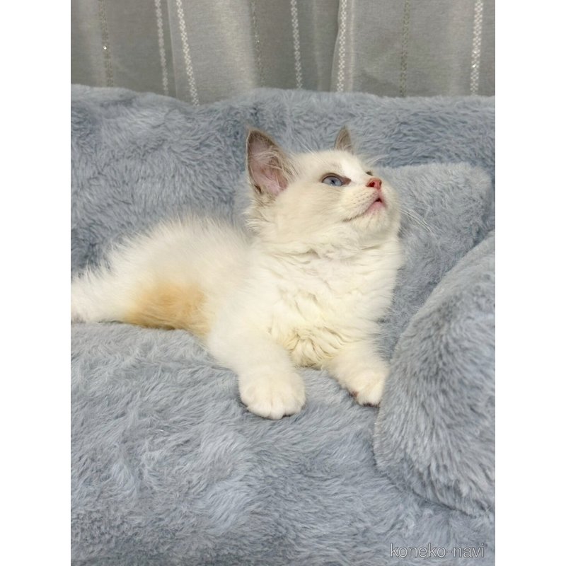 販売中の群馬県のラグドール-122935の3枚目