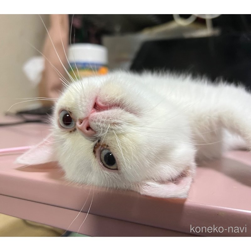 販売中の埼玉県のミックス-122377の17枚目