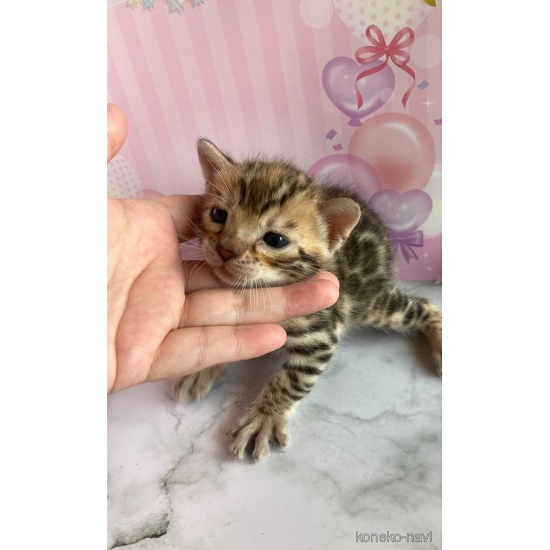 販売中の福岡県のベンガル-122950の2枚目