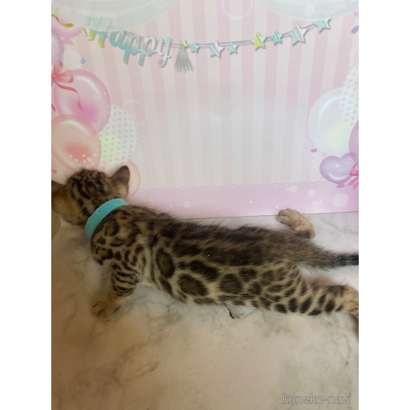 販売中の福岡県のベンガル-122950の3枚目