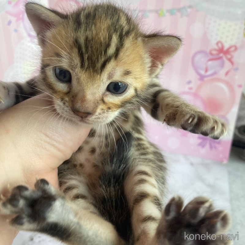 販売中の福岡県のベンガル-122950の1枚目