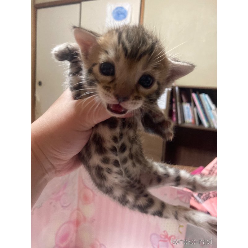 販売中の福岡県のベンガル-122952の3枚目