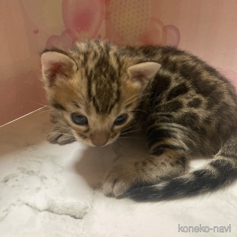 販売中の福岡県のベンガル-122952の1枚目