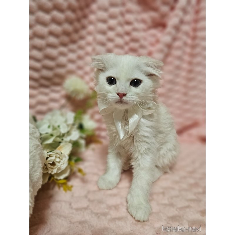 販売中の茨城県のミヌエット-122954の3枚目