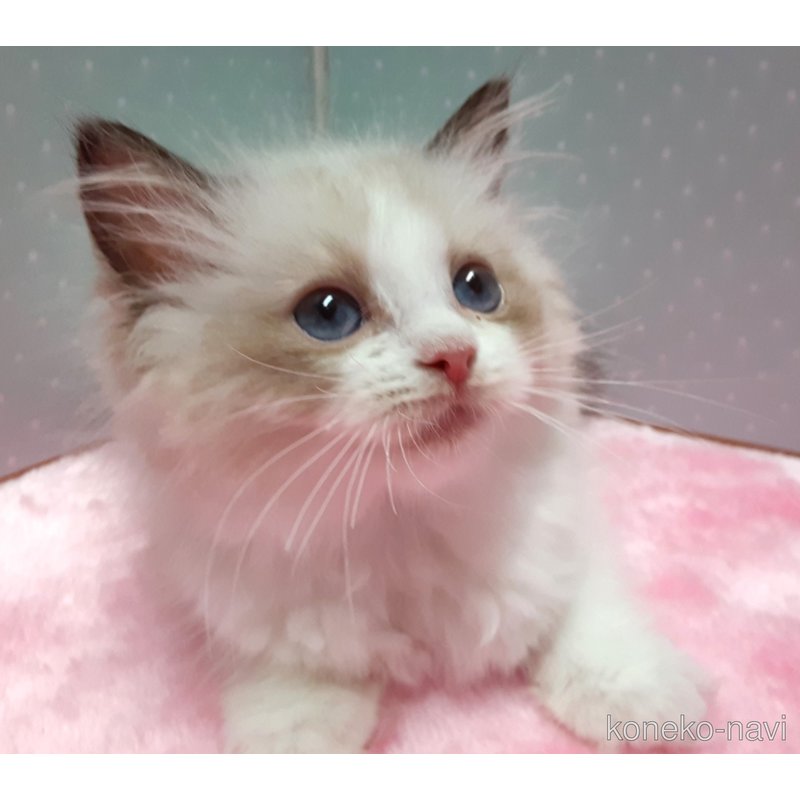 販売中の岐阜県のラグドール-122957の5枚目