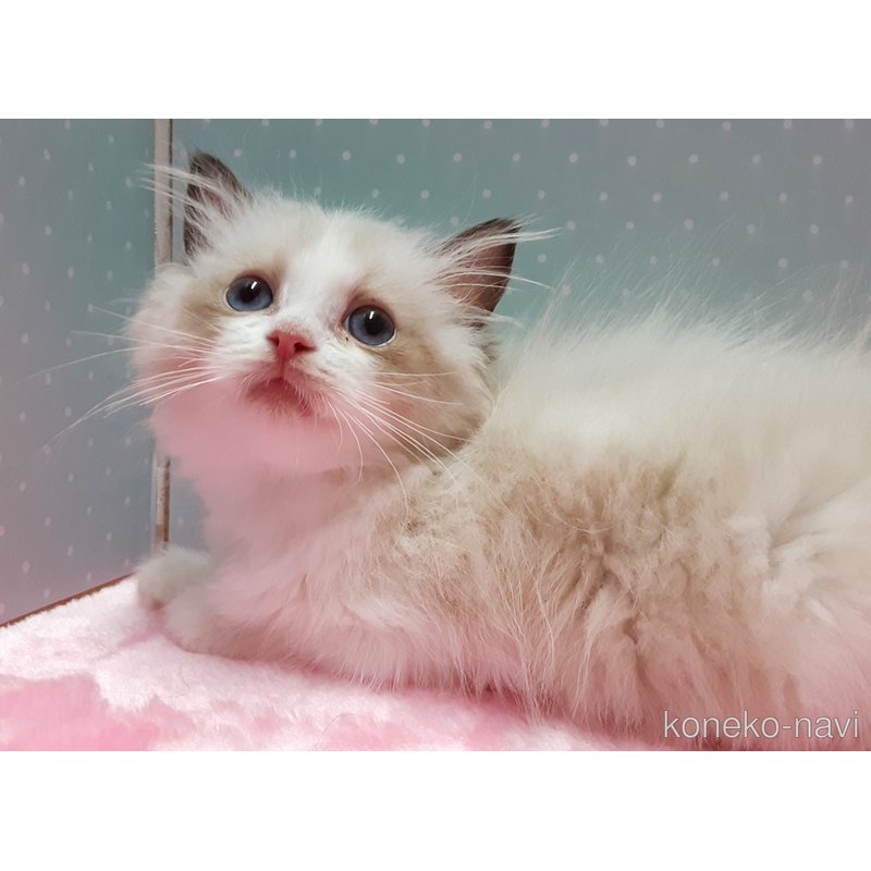 販売中の岐阜県のラグドール-122957の4枚目