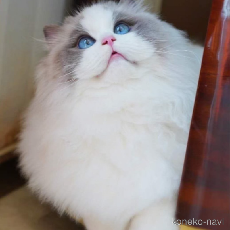 パンフくん1枚目