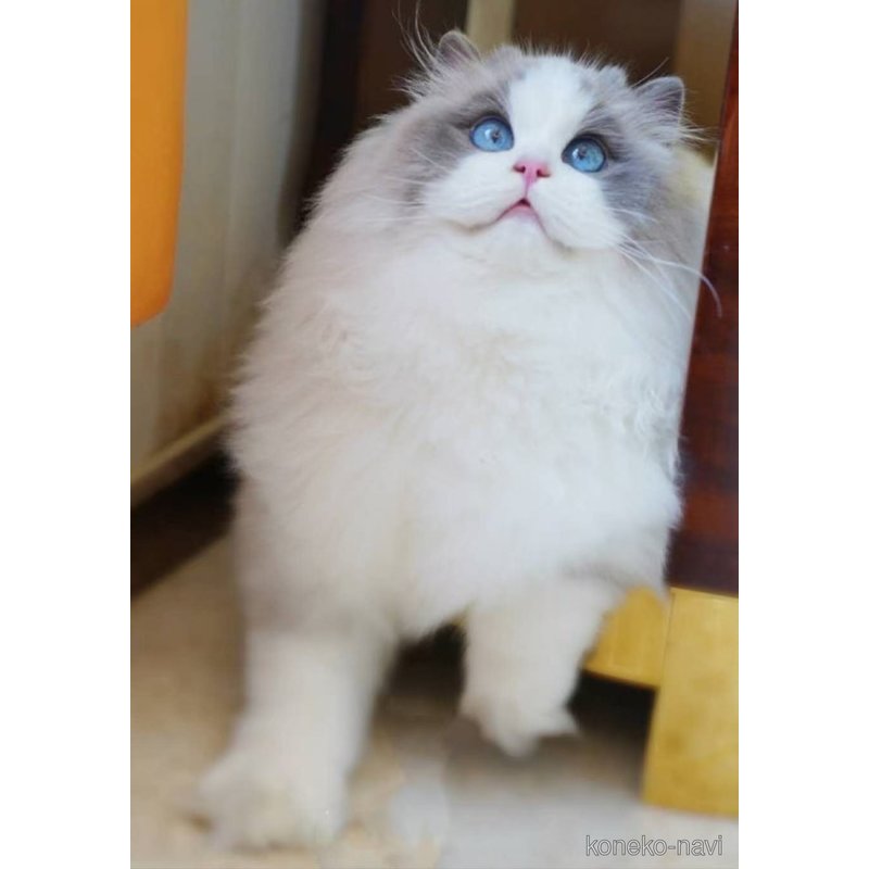 パンフくん1枚目