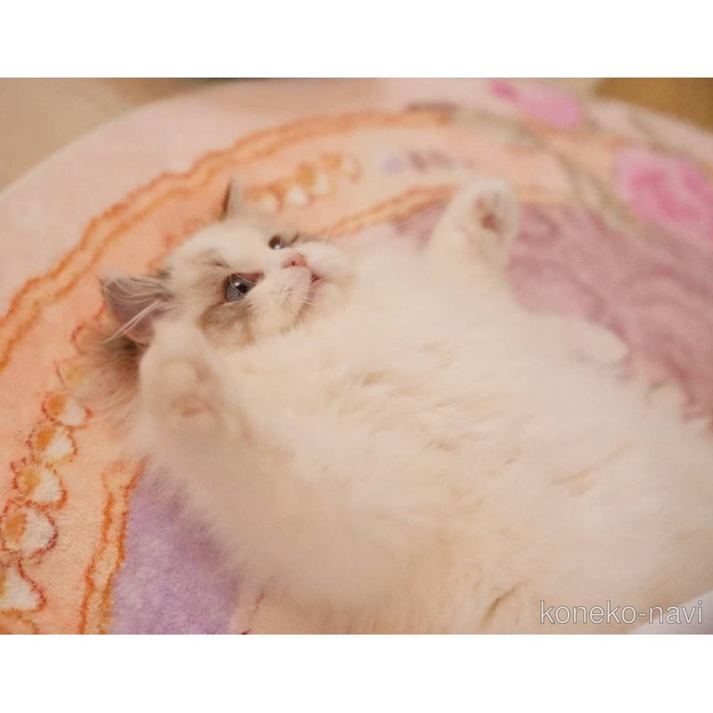 Coco（ココ）ちゃん1枚目