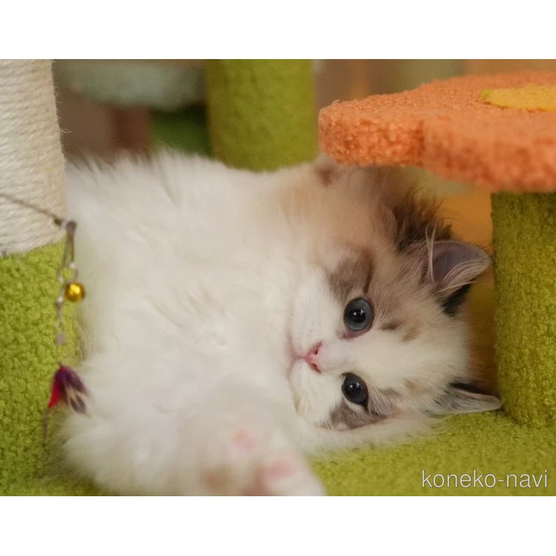 Coco（ココ）ちゃん1枚目