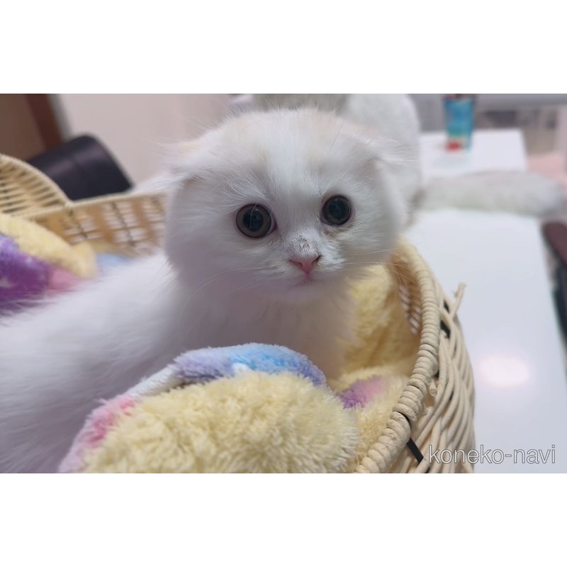 販売中の京都府のスコティッシュフォールド(折れ耳)-121060の4枚目