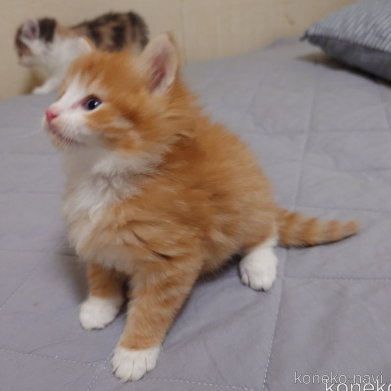 販売中の埼玉県のノルウェージャンフォレストキャット-122996の13枚目