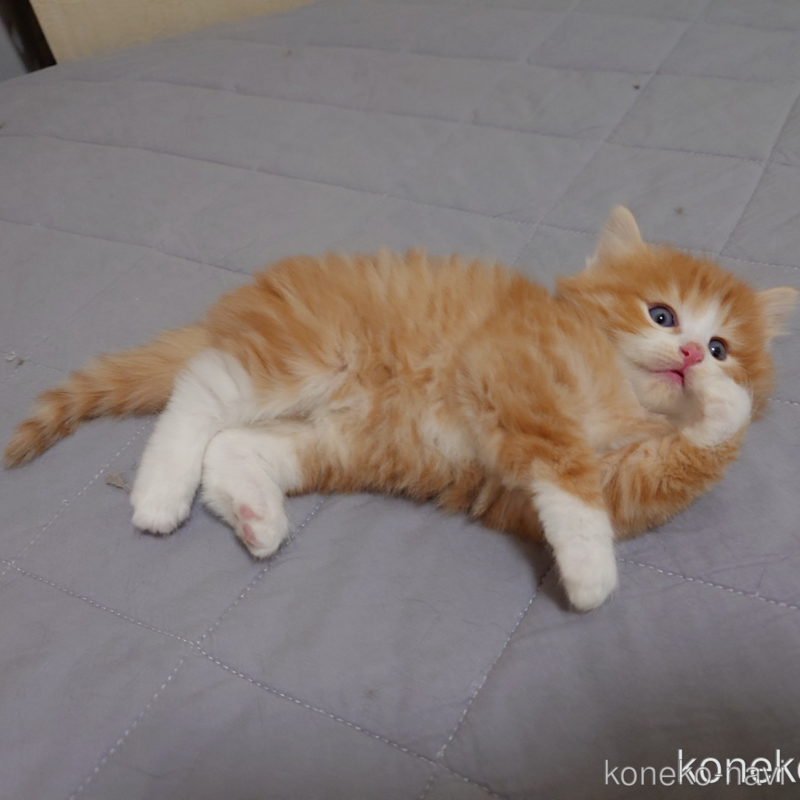 販売中の埼玉県のノルウェージャンフォレストキャット-122996の11枚目