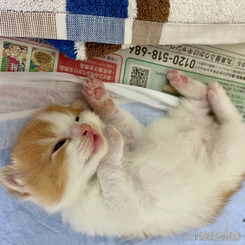 販売中の滋賀県のスコティッシュフォールド-123005