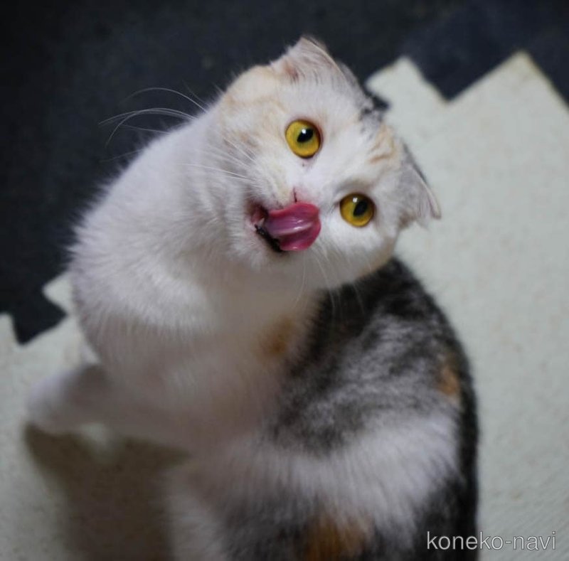 ロミちゃん1枚目