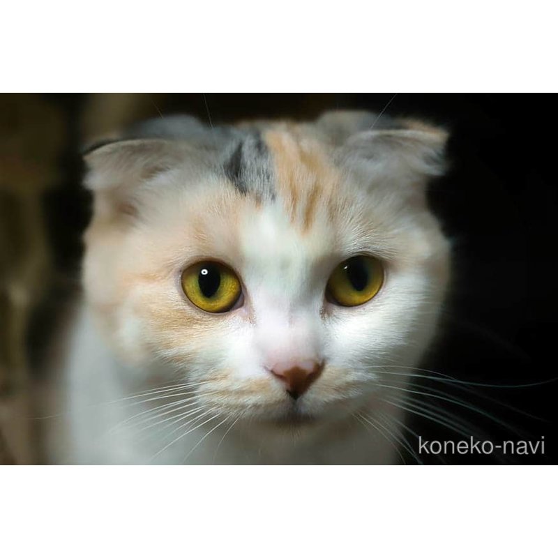 ロミちゃん1枚目