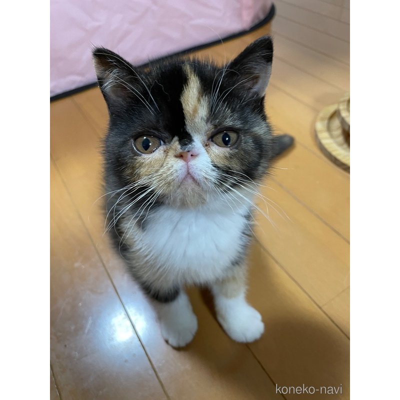 販売中の静岡県のエキゾチックショートヘア-123014の6枚目