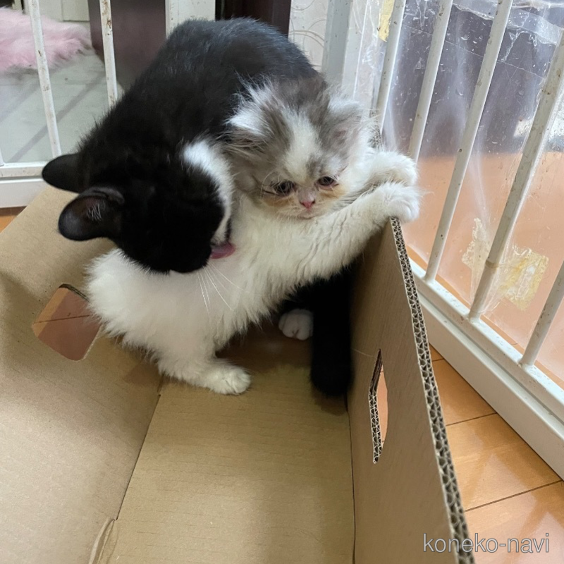 販売中の静岡県のエキゾチックロングヘア-123016の2枚目