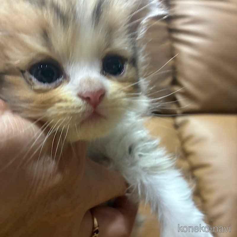 販売中の千葉県のペルシャ(チンチラ)-122510の7枚目