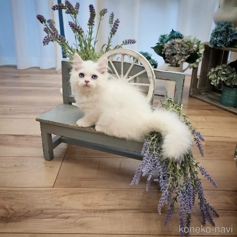 パールちゃん1枚目