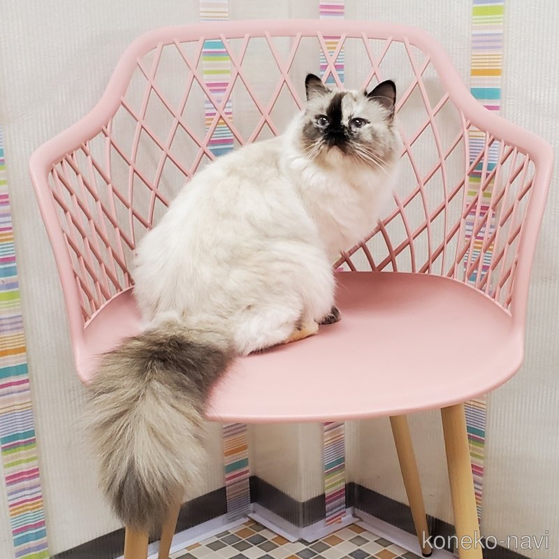 ポニーちゃん1枚目