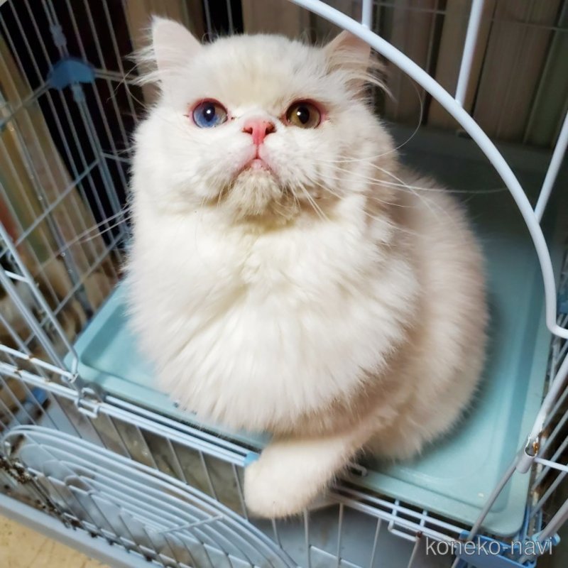 白吉くん1枚目