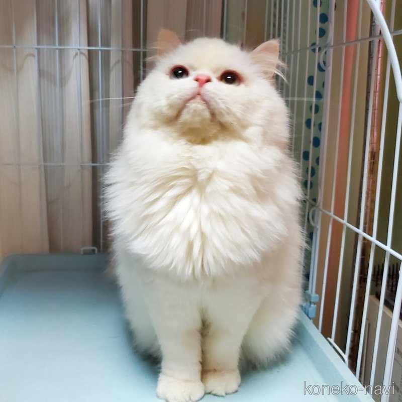 白吉くん1枚目