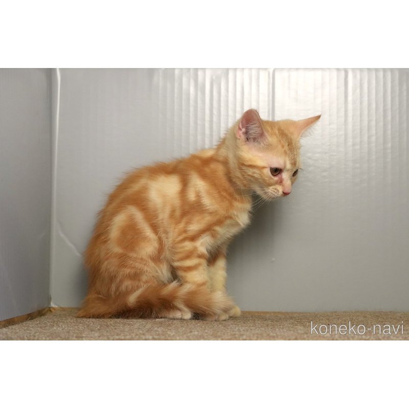 販売中の埼玉県のアメリカンショートヘア-116370の3枚目