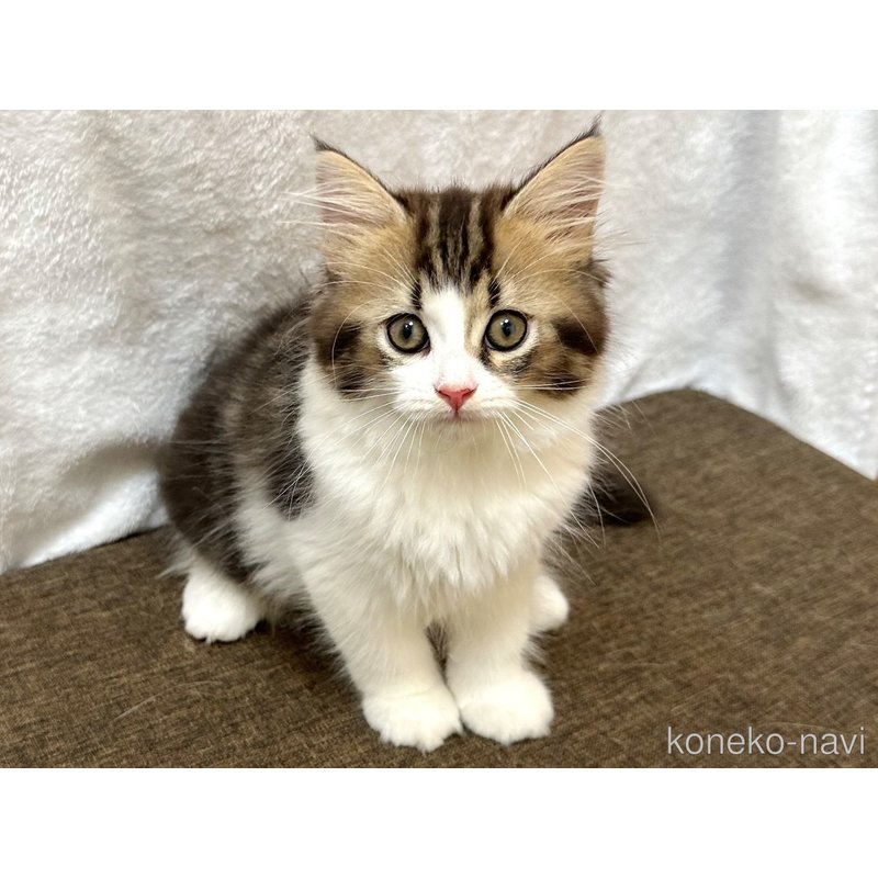 販売中の千葉県のラガマフィン-120071の1枚目