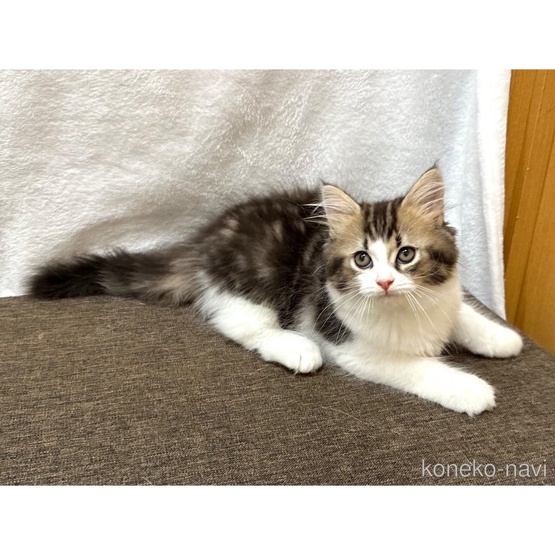 販売中の千葉県のラガマフィン-120071の8枚目