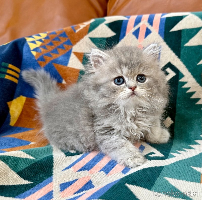 成約済の神奈川県のペルシャ(チンチラ)-120507の9枚目
