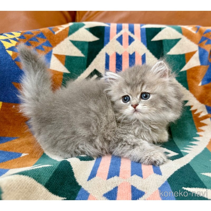 成約済の神奈川県のペルシャ(チンチラ)-120507の3枚目