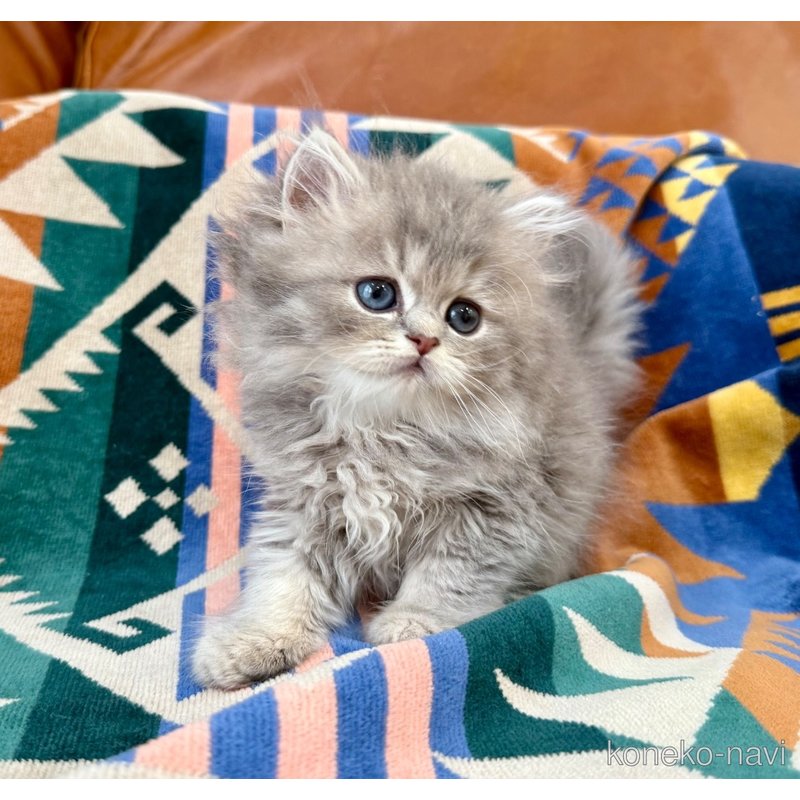 成約済の神奈川県のペルシャ(チンチラ)-120507の2枚目