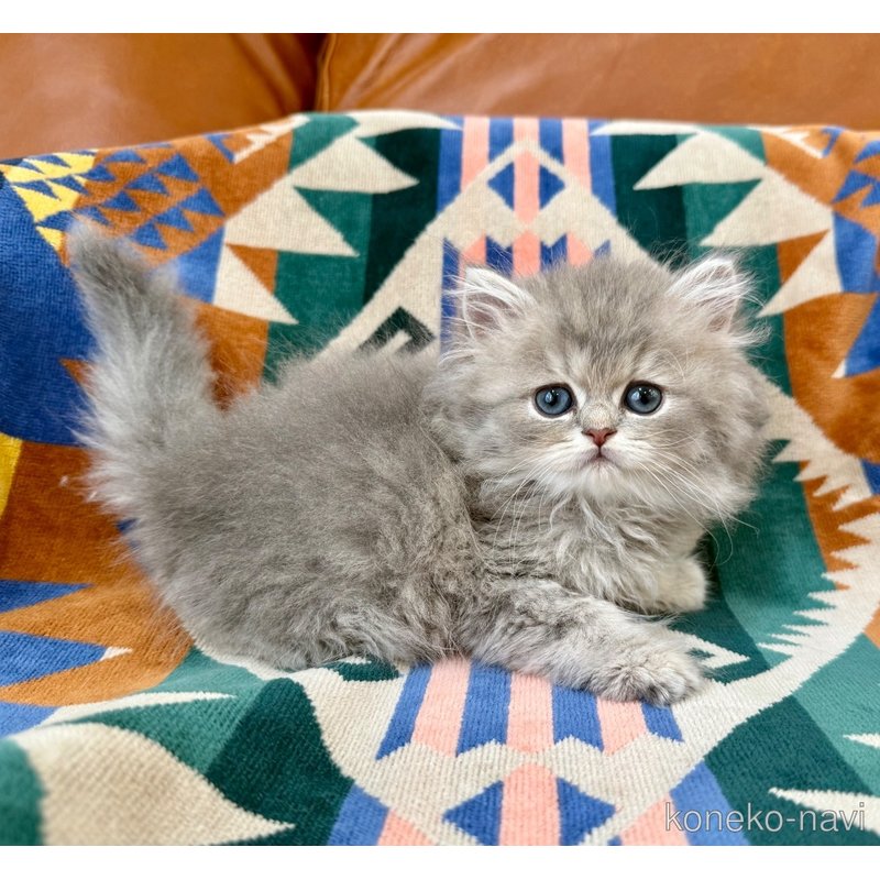 成約済の神奈川県のペルシャ(チンチラ)-120507の4枚目