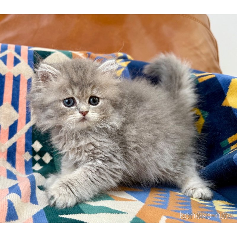 成約済の神奈川県のペルシャ(チンチラ)-120507の5枚目